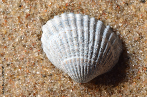 sea snail shell on the sand