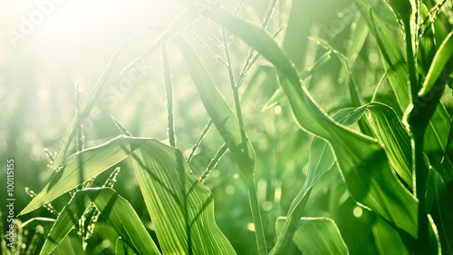 corn field close-up at the sunset