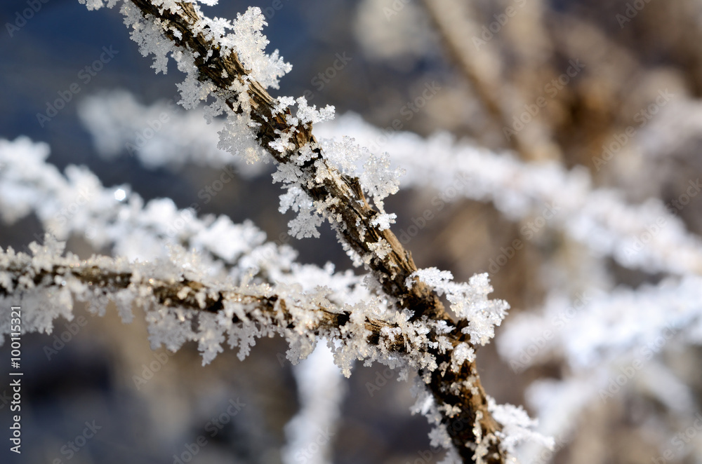 tree covered with hoar-frost