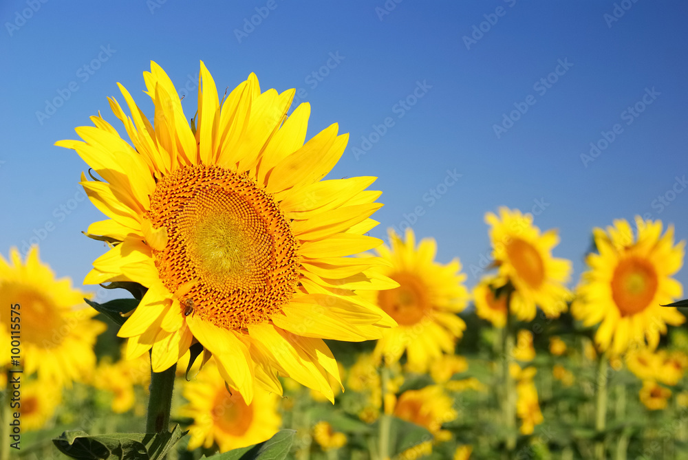 sunflowers in the field