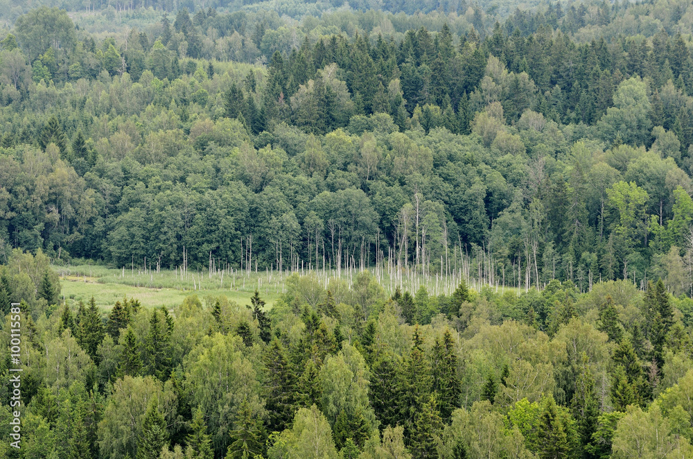 Fototapeta premium hills with forest