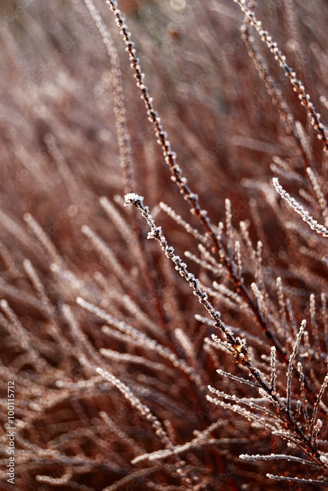 Fototapeta premium frost on a tree