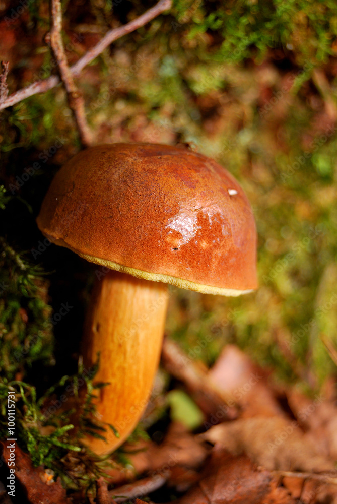 mushroom in the forest in autumn mushroom in the forest in autumn