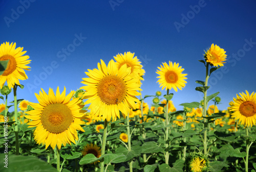 sunflowers at the field in summer