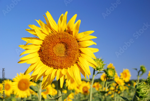 sunflowers in the field in summer