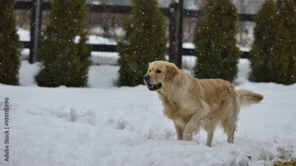 golden golden