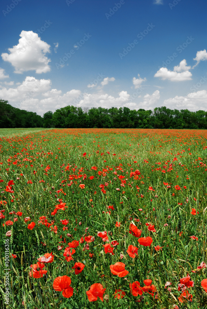 a poppy field in bright sunny day. Krasnodar, Russia