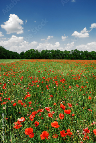 a poppy field in bright sunny day. Krasnodar, Russia