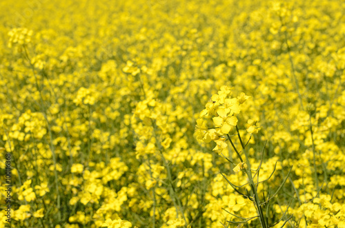 yellow rapeseed field in Latvia © dumiceava