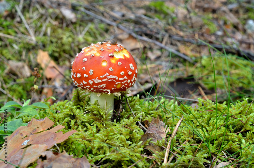 agaric mushroom. toadstool in forest agaric mushroom. toadstool in forest