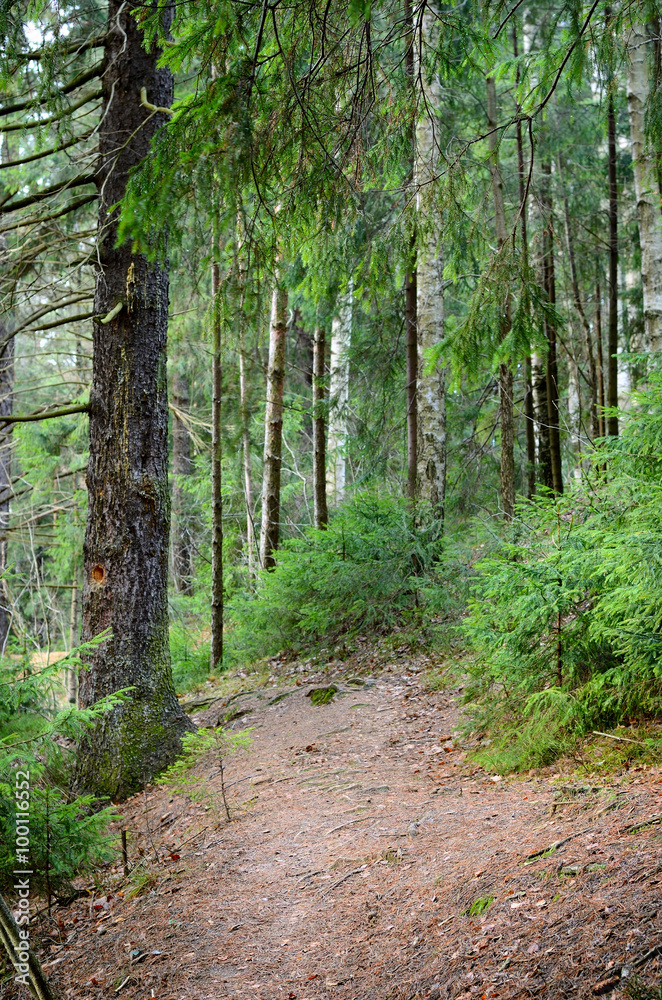 Fototapeta premium dark pine forest scene