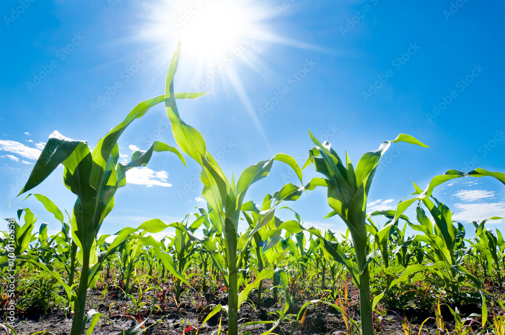 Corn and sun