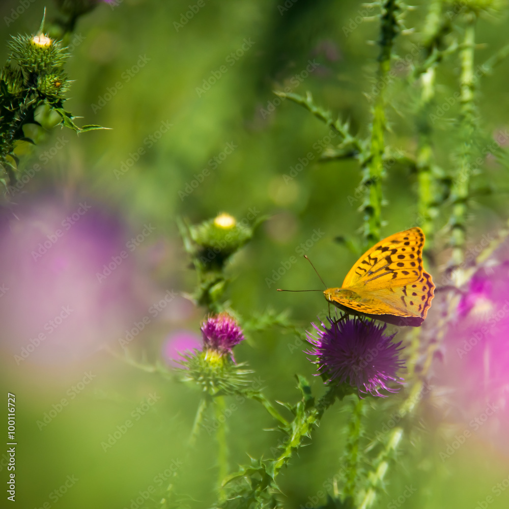 Obraz premium green grass orange butterfly