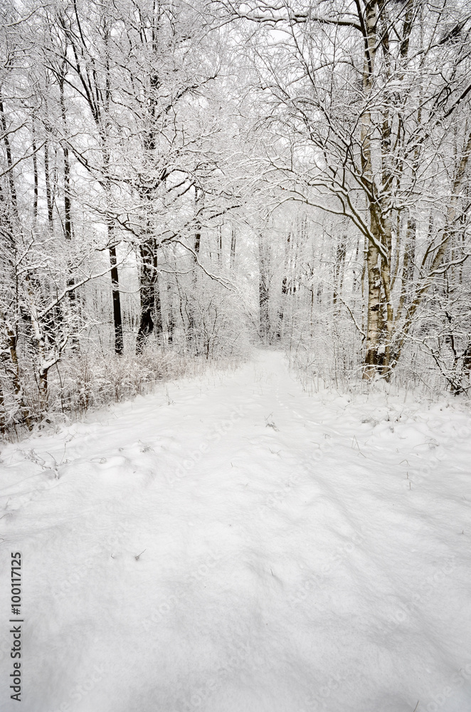 winter scene: road and forest with hoar-frost on trees winter scene: road and forest with hoar-frost on trees