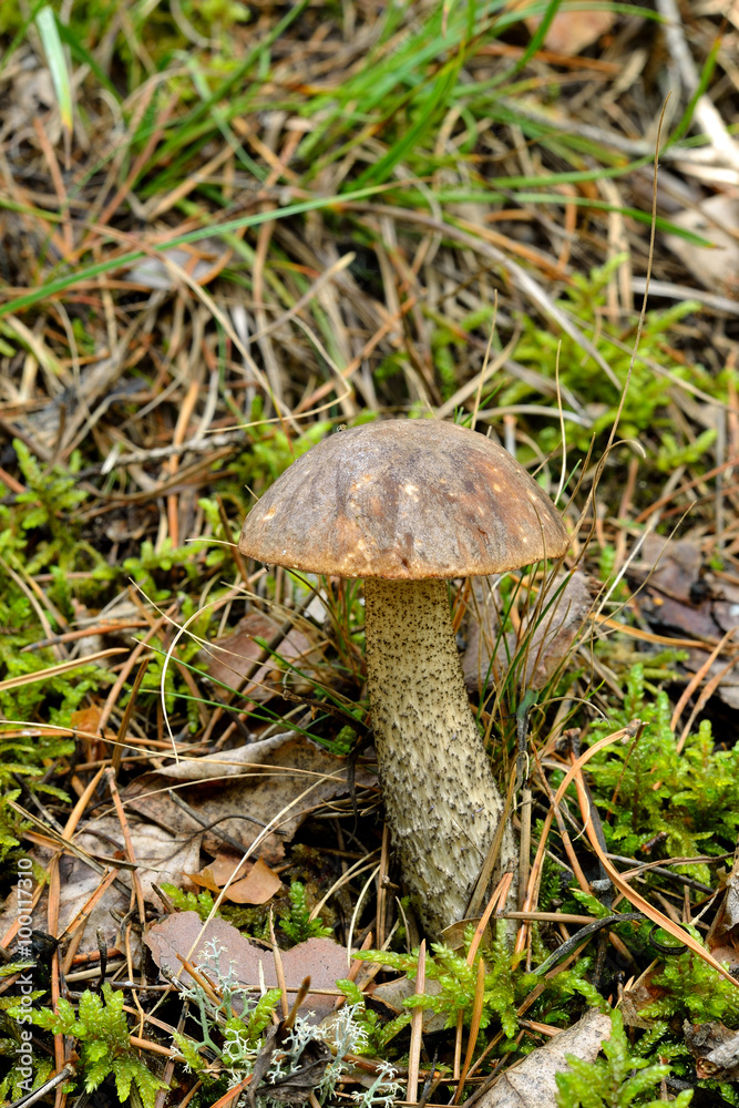 mushroom in forest mushroom in forest