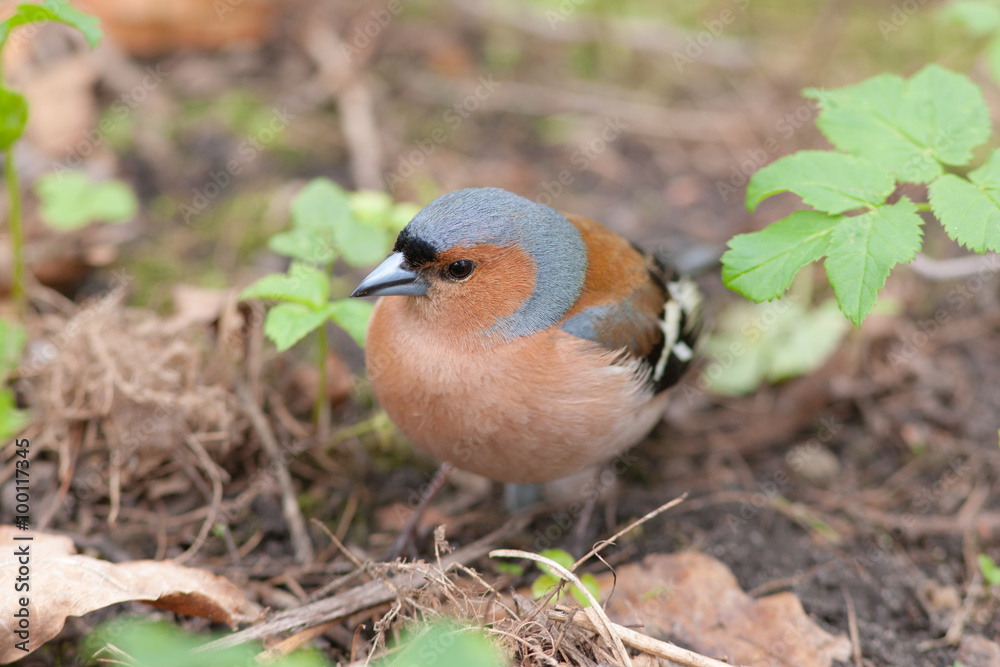 chaffinch close up chaffinch close up