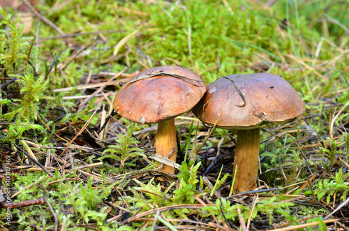 mushrooms in forest
