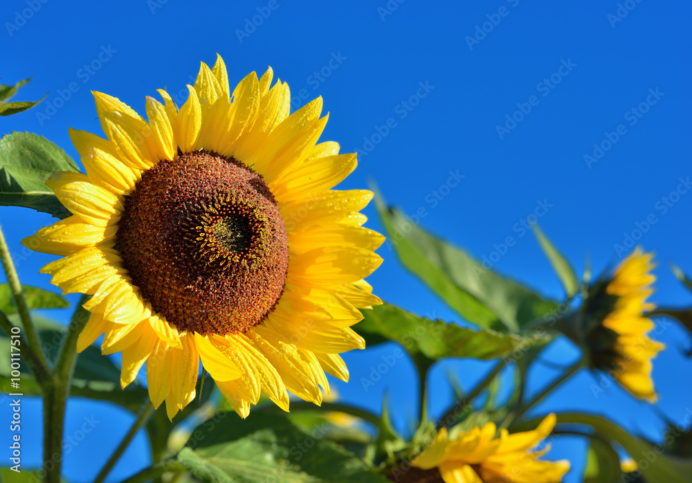 Sunflowers close-up against dark blue sky Sunflowers close-up against dark blue sky
