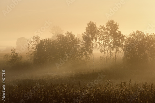 Rural field covered with morning fog