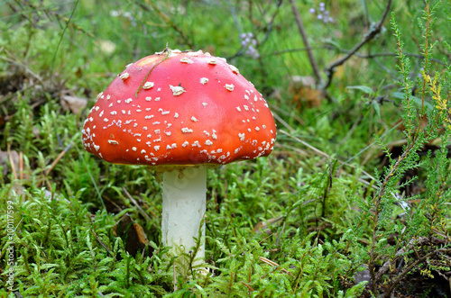 agaric mushroom. toadstool in forest