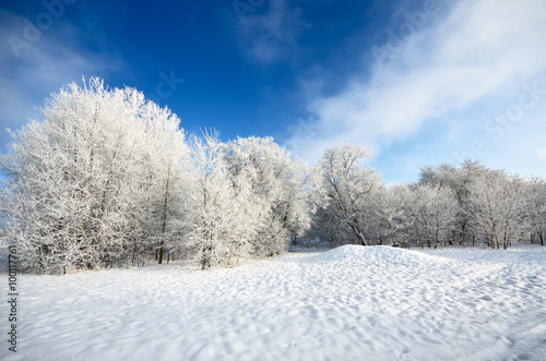 hoar-frost on trees in winter