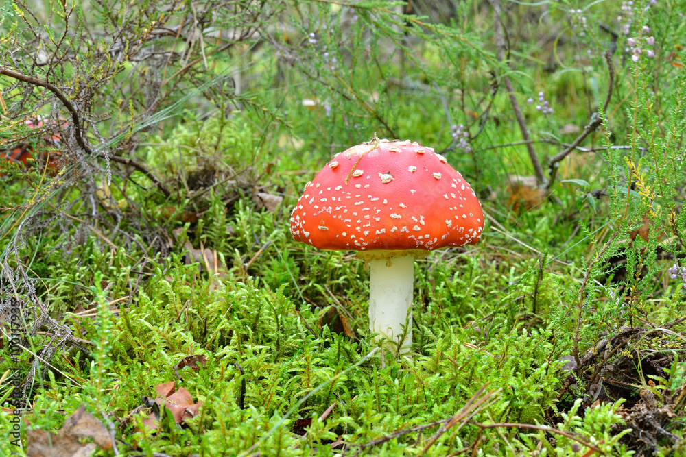 agaric mushroom. toadstool in forest