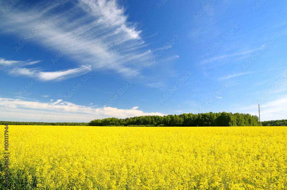 rural landscape. Yellow rapeseed field in Latvia