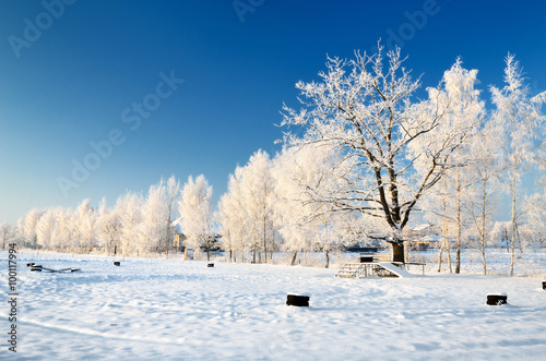 hoar-frost on trees in winter