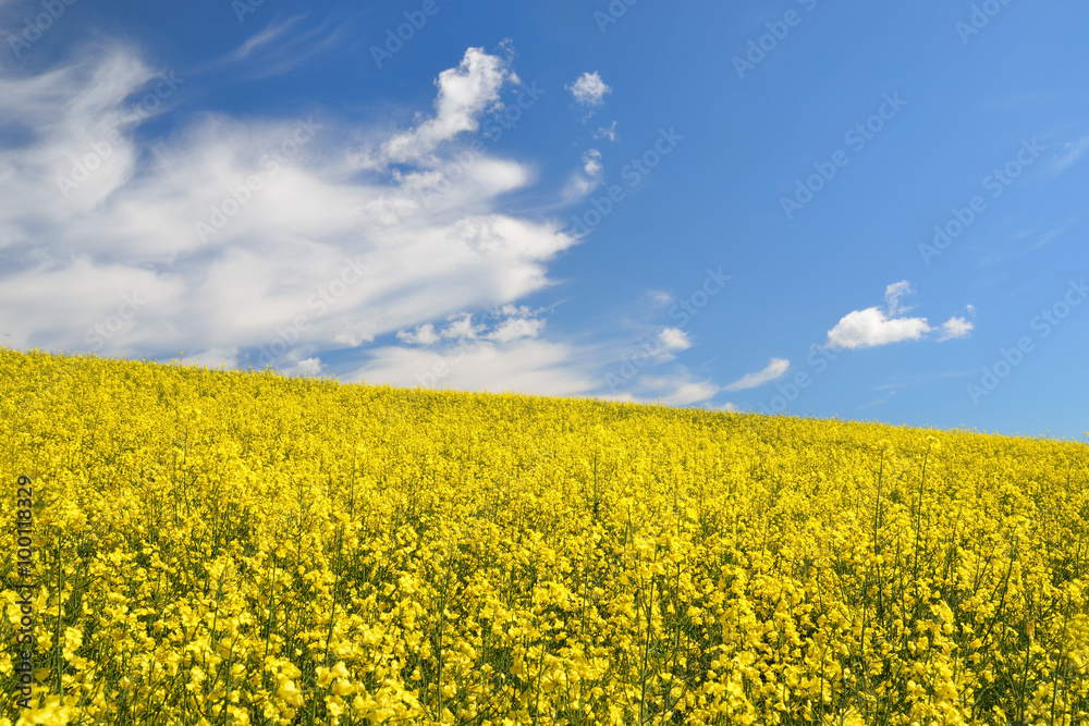 yellow rapeseed field in Latvia yellow rapeseed field in Latvia
