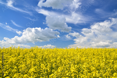 yellow rapeseed field in Latvia