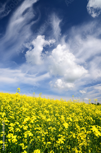 yellow rapeseed field in Latvia