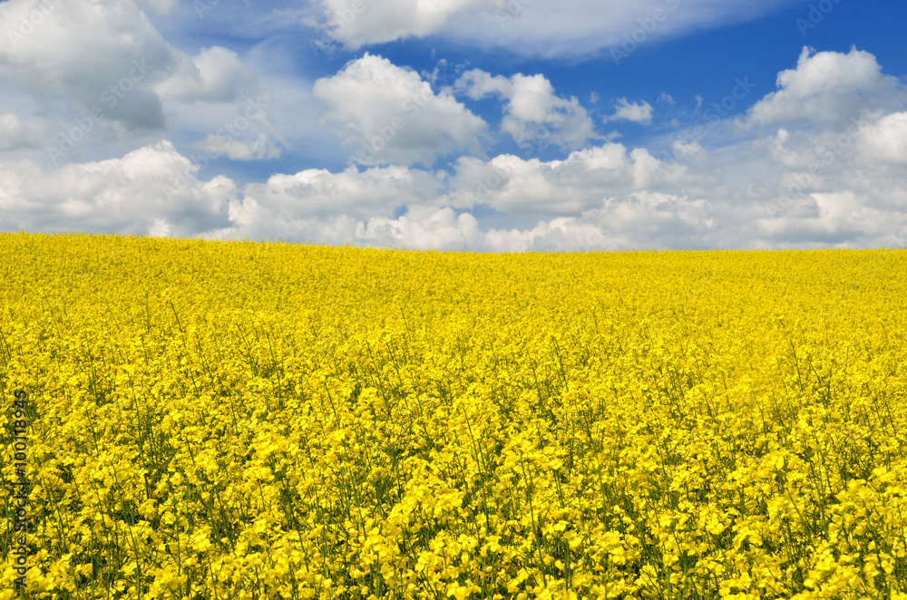 yellow rapeseed field in Latvia