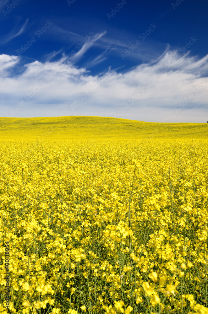 yellow rapeseed field in Latvia