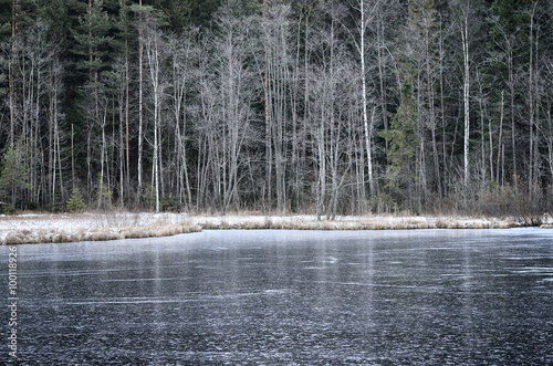 Iced forest lake