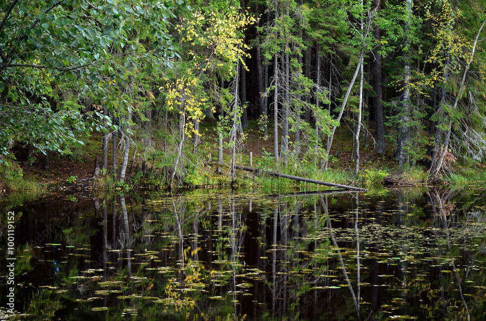 dark pine forest and a lake dark pine forest and a lake