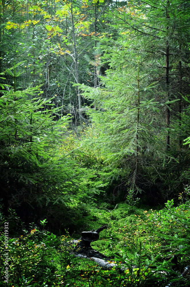 dark pine forest scene dark pine forest scene