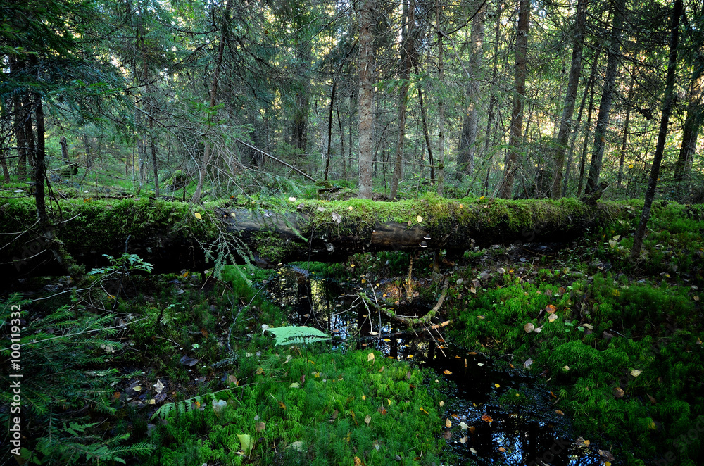 dark pine forest scene dark pine forest scene