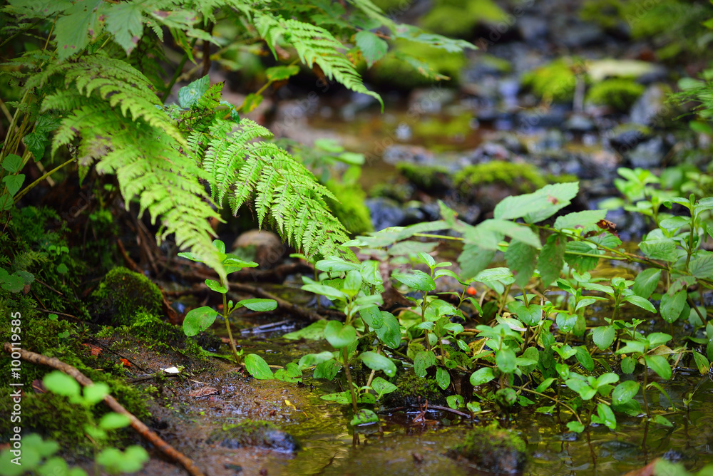 Obraz premium Small forest river. A spring close-up