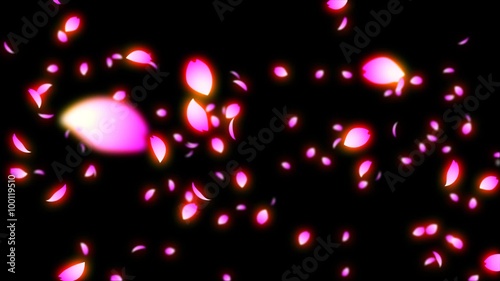Cherry Blossoms