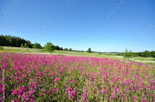 classic rural landscape. Flower field against blue sky