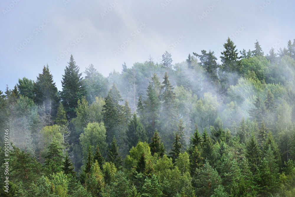 Forest covered hills in Latvia