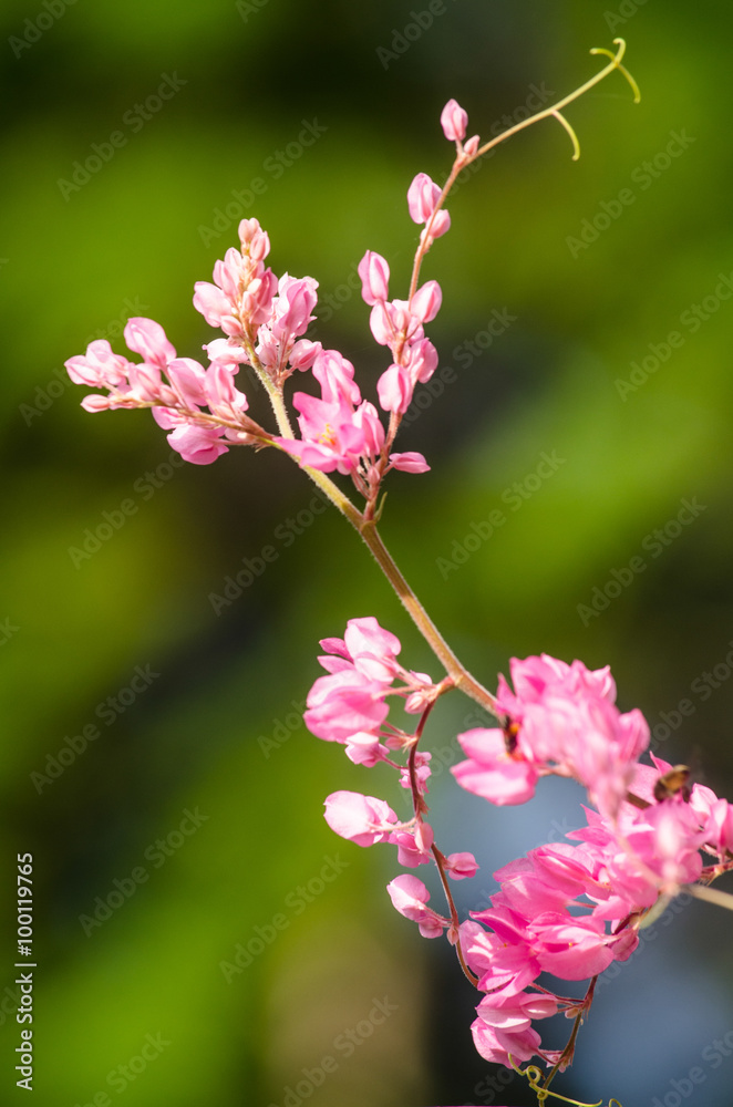 pink flower and green background is beautiful and have insect in pink flower and green background is beautiful and have insect in