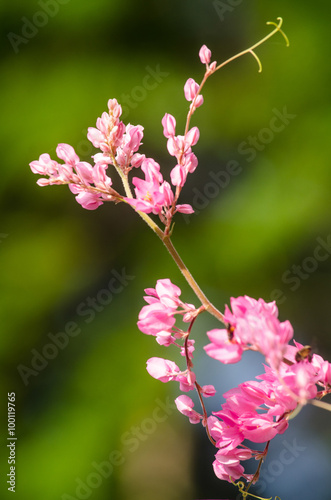 pink flower and green background is beautiful and have insect in