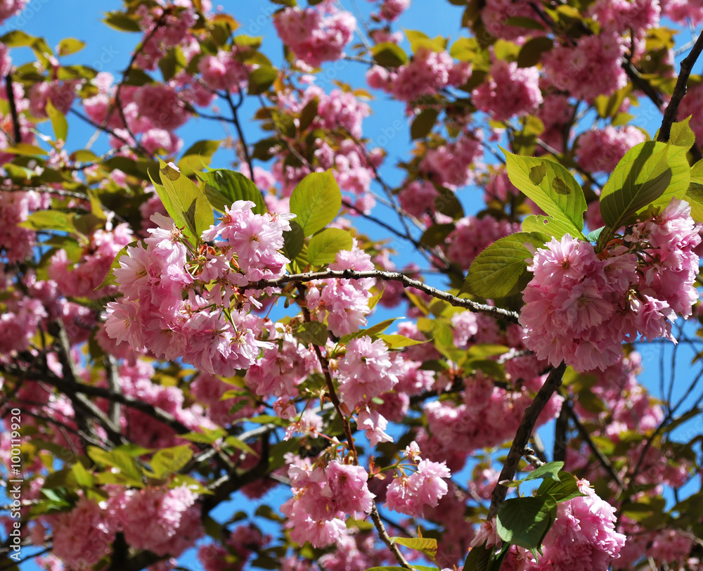 Pink blooming cherry flowers with the blue sky on the background Pink blooming cherry flowers with the blue sky on the background