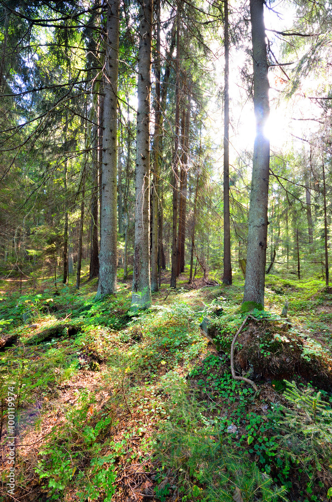 dark pine forest scene