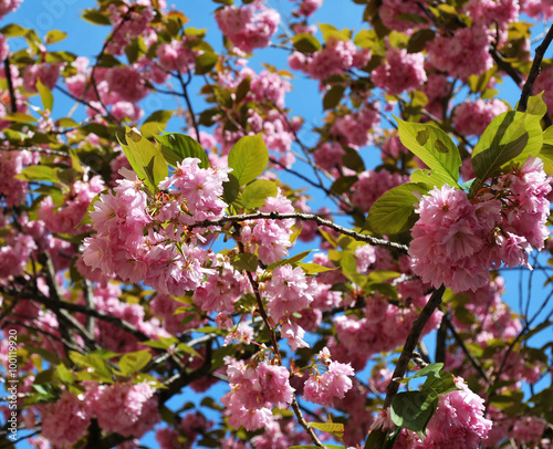 Pink blooming cherry flowers with the blue sky on the background