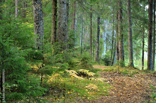 dark pine forest scene