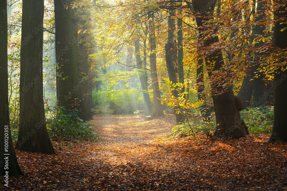 Autumn forest. Nachtegalenpark in Antwerp