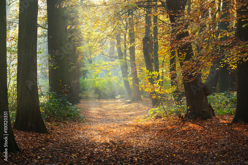 Obraz na płótnie Autumn forest. Nachtegalenpark in Antwerp w salonie