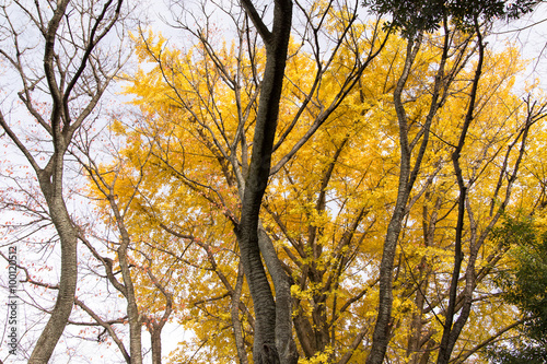 Yellow leaves of ginkgo at japan